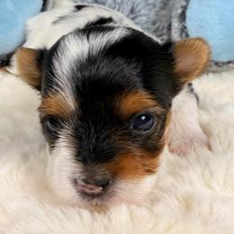 Janet - Black tan and white female Biewer Terrier puppy in Stockbridge, Georgia from Jenn’s Georgia Morkies and Biewer Terriers