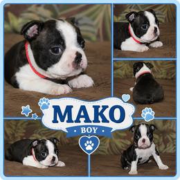 Mako - Black brindle and white male Boston Terrier puppy in Brooksville, Florida from I Love Pups