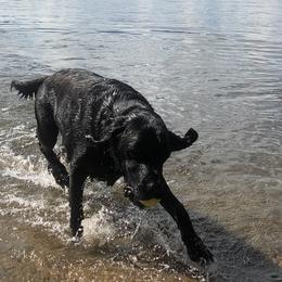 Labrador Retrievers from Premium Labradors of Ontario