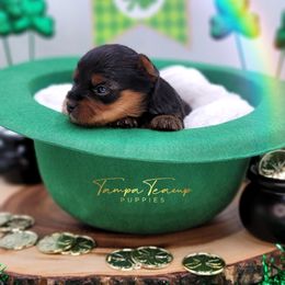 Maltese and Yorkshire Terrier Puppies from Tampa Teacup Puppies