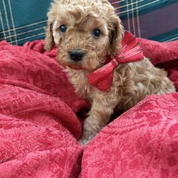Sophia - Apricot female Cavapoo puppy in Pennsylvania from Wendy’s Cavapoos
