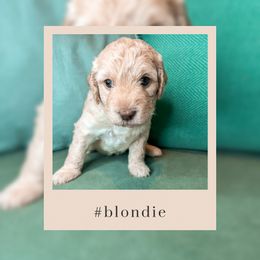 Goldendoodle Puppies from The Dood Effect