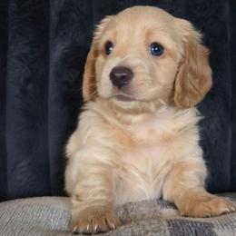 Iceman - Cream male Dachshund puppy in Willcox, Arizona from Tootsie's Tiny Toes