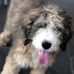 Bernedoodle and Goldendoodle Puppies from I Dream of Doodles