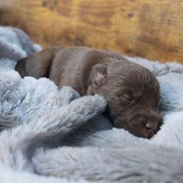 Boy 1 - Chocolate male Pomsky puppy in La/Oc, California from SoCal Pomskies LLC