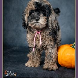 Candy - Merle female Cockapoo puppy in Connersville, Indiana from Deaz Doodle Ranch