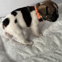 French Bulldog Puppies from Puget Sound Frenchies