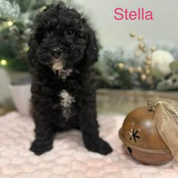 Stella - Black female Poodle puppy in Salt Lake City, Utah from Premier Paws