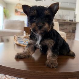 Lily - Black and tan female Yorkshire Terrier puppy in Smryna, Georgia from Owensons’ Kennel