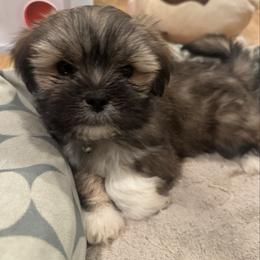 Max - Golden male Lhasa Apso puppy in Snover, Michigan from Lhasa Fur Life