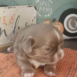 Louie - Liver male Shih Tzu puppy in Wyoming, Michigan from Shih Tzu Shenanigans