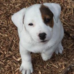 Jack Russell Terrier Puppies from 42 Jack Russell Terriers