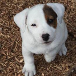 Jack Russell Terrier Puppies from 42 Jack Russell Terriers