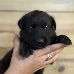 Boy 1 (reserved) - Black sable male Belgian Malinois puppy in Dallas, Texas from OreVis Malinois