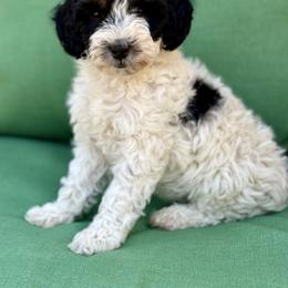 Bingo - Black and white female Bernedoodle puppy in Colorado Springs, Colorado from Mercy Mountain Bernedoodles