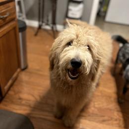 Goldendoodle and Poodle All Grown Up from Ellie & Co. Doodles