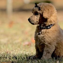 Poodles from Dreamland Standard Poodles
