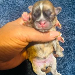 Snickers - Brindle male Shih Tzu puppy in Detroit, Michigan from Friends4everkennel LLC