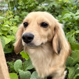 Faith - Dachshund