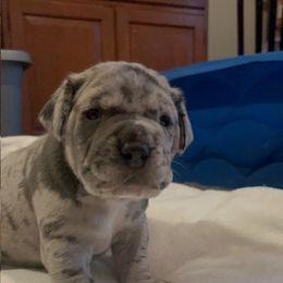 Great Dane Puppies from BkB’s House of Danes