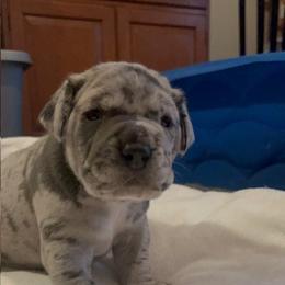 Great Dane Puppies from BkB’s House of Danes