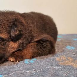 Purple Girl - Black and red male German Shepherd puppy in Longview, Washington from Bunkerhill Shepherds