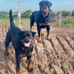 Rottweilers from Tanya Burgess' Rottweilers