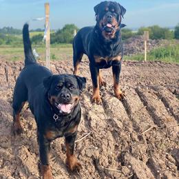 Rottweilers from Tanya Burgess' Rottweilers
