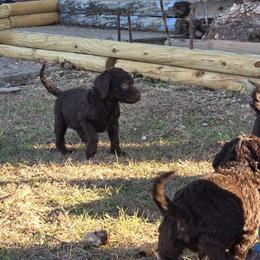 Purple- Cindy Lou - Brown female Poodle puppy in Copperas Cove, Texas from Poodles of Valor