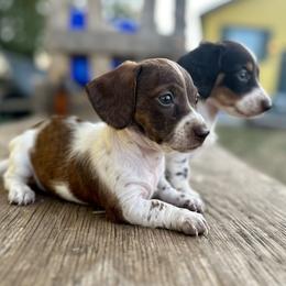 Dachshund Puppies from Jennifer Chadwell