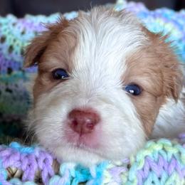 25S Yellow Collar - Gold female Border Collie puppy in Mariposa, California from Team Reeves Ranch