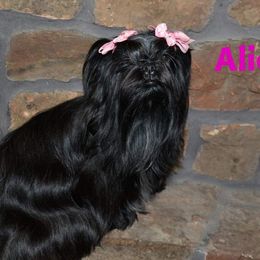 Alicia - Shih Tzu