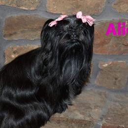 Alicia - Shih Tzu