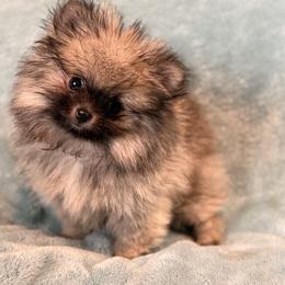 Hermes - Cream sable male Pomeranian puppy in Denver, Colorado from Bubble Dream Poms