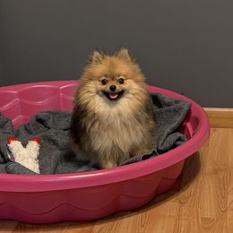 Candie - Pomeranian