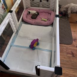 Lowchen Puppies from Potrero Lowchen