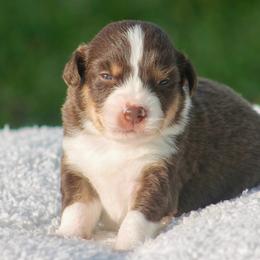 RTM - Red tri-color male Miniature American Shepherd puppy in Palacios, Texas from Coastal’s Miniature American Shepherds