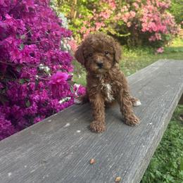 Tommy - Red  male Goldendoodle puppy in Mint Hill, North Carolina from DoodleForever