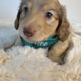 Dachshund Puppies from The Dach House