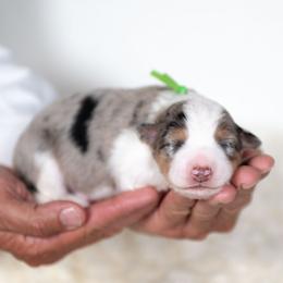 Velvet - Blue merle female Border Collie puppy in Conway, Missouri from 2J 2K Border Collies | Maremma Sheepdogs