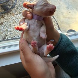 Girl 2 Lavender - Cream female Dachshund puppy in Oakwood, Georgia from Sausage Strolls