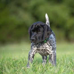 German Shorthaired Pointer and Vizsla Puppies from Nosam Kennels