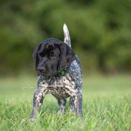 German Shorthaired Pointer and Vizsla Puppies from Nosam Kennels