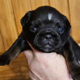 Blk tan Girl - Black and tan female Brussels Griffon puppy in Huntsville, Alabama from Tammy's Brussels