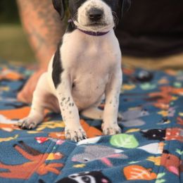 Purple collar female - Black and white female Pointer puppy in New York from Bishop Kennels