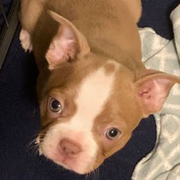 Lovey - Lilac female Boston Terrier puppy in Star, North Carolina from Meatloaf's Boston
