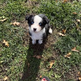 Salem - Black tri-color female Australian Shepherd puppy in Bethlehem, Connecticut from Montanna Sage LLC
