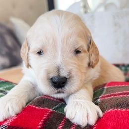 Cabbage Patch - Cream female Goldendoodle puppy in Sterling, Illinois from Charley's Goldendoodles