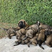 Leonberger Puppies from Yvain Leonbergers, LLC