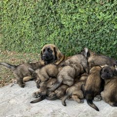 Leonberger Puppies from Yvain Leonbergers, LLC